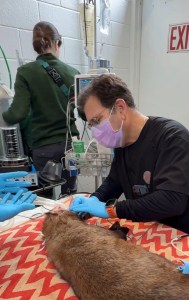 Dr. Spitz at a dental vet visit with Izzy the Painted Dog