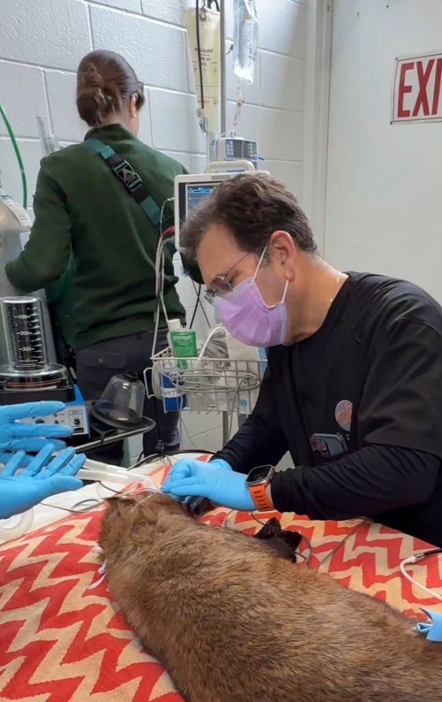 Dr. Spitz at a dental vet visit with Izzy the Painted Dog