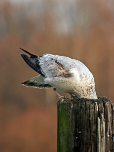 an inquisitive white bird sticking its head in a log