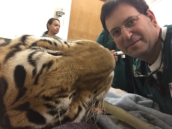 Dr. Spitz performs Jaguar root canal