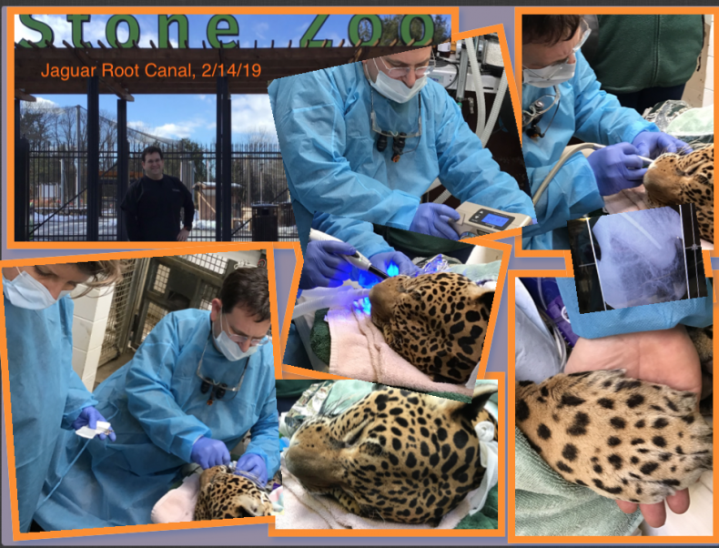 Dr. Spitz performs Jaguar root canal
