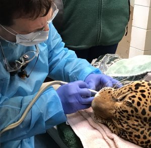 A veterinarian in blue gown and gloves performing dental procedure on an anesthetized jaguar