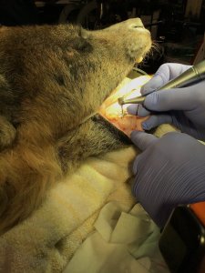 An extreme close-up view of hands wearing purple gloves using a dental drill on a sedated animal's back teeth, focusing on precision and care.