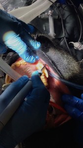 Close-up photograph of gloved hands performing intricate dental cleaning or surgery on an animal's mouth, showing visible dental plaque and decay.